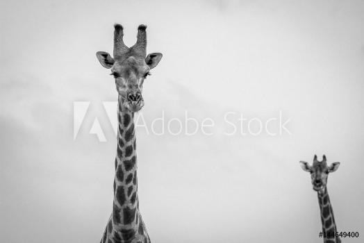 Picture of Giraffe looking at the camera in black and white